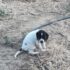 pointer limnos