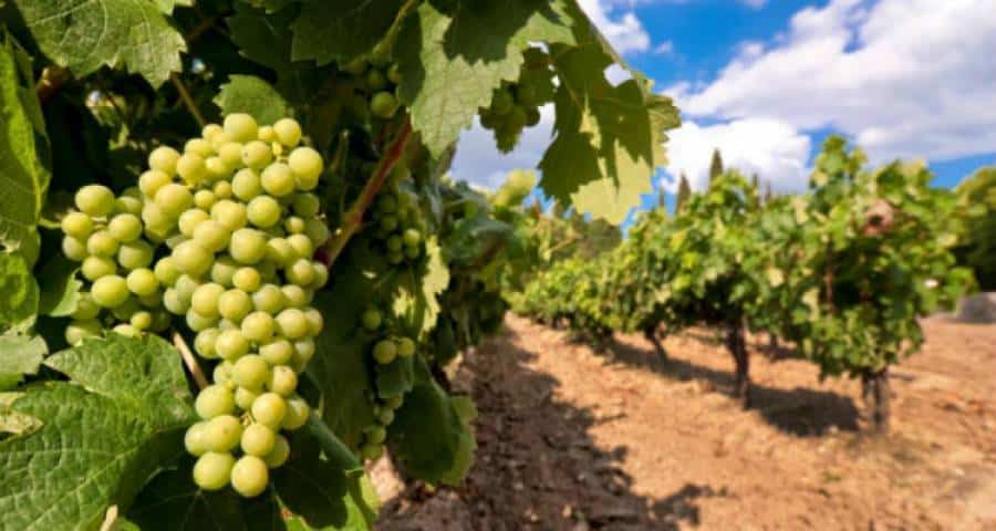 ΕΛΓΑ: Πορίσματα εκτίμησης ζημιών από αγριοκούνελα σε αμπέλια κοινοτήτων της ΔΕ Ατσικής