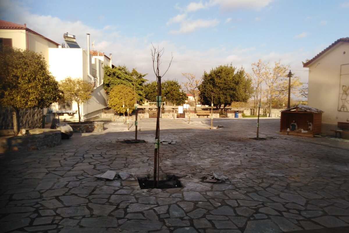 Λήμνος: 12 πλατανομουριές θα κοσμούν την πλατεία του Κοντιά (photos)