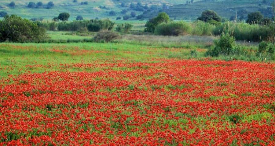 Αφιέρωμα στις μανούλες μας