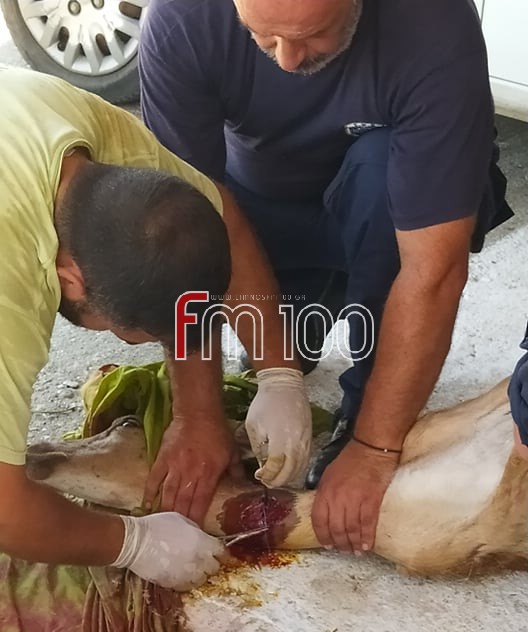 Λήμνος: Έκαναν τα πάντα να σωθεί αλλά δυστυχώς δεν τα κατάφερε το τραυματισμένο πλατώνι (photos)