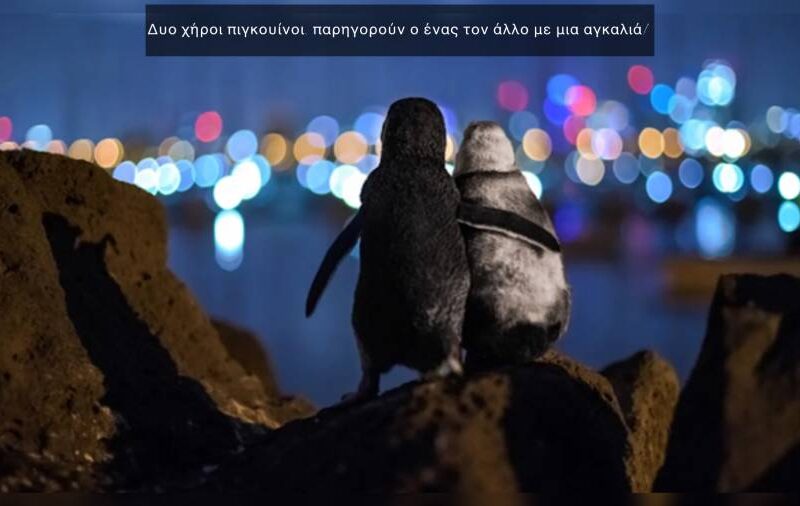 Δυο χήροι πιγκουίνοι παρηγορούν ο ένας τον άλλο με μια αγκαλιά