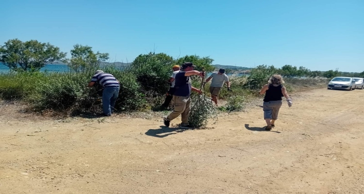 Λήμνος: Εθελοντικός καθαρισμός και κλάδεμα στα αρμυρίκια της παραλίας του Κότσινα από τον Π.Α.Ο. Ρεπανιδίου