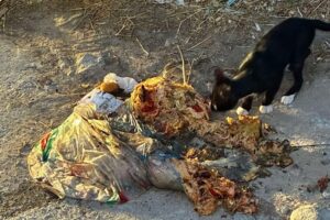 Μύρινα: Πως φτιάχνεται μια αυτοσχέδια χωματερή μέσα στην πόλη | Αρκεί μια σακούλα φαγητού και καθόλου συνείδηση