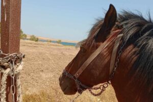 Λήμνος: Στον ήλιο και χωρίς νερό άλογο λίγο μετά το Διαπόρι | Καταγγελία πολίτη