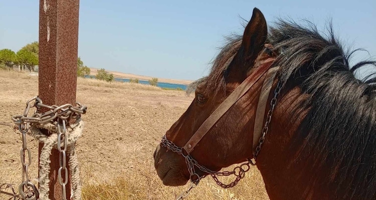 Λήμνος: Στον ήλιο και χωρίς νερό άλογο λίγο μετά το Διαπόρι | Καταγγελία πολίτη