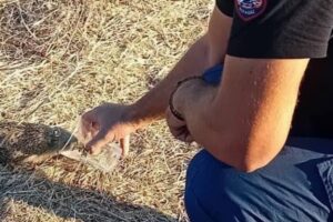 Συντονισμένη επιχείρηση για τα ζώα στη Λήμνο: Κάλεσμα του Φιλοζωικού Σωματείου σε εθελοντές μετά την πυρκαγιά στο Θάνος