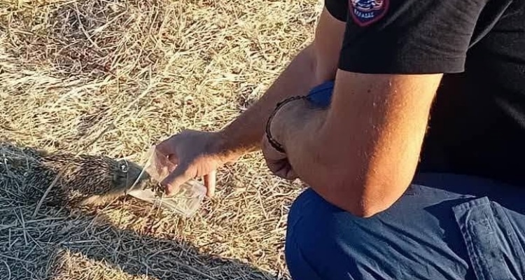 Συντονισμένη επιχείρηση για τα ζώα στη Λήμνο: Κάλεσμα του Φιλοζωικού Σωματείου σε εθελοντές μετά την πυρκαγιά στο Θάνος
