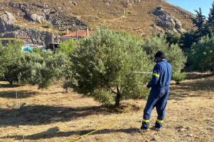 Ξεκινά ο 3ος κύκλος δακοκτονίας στη Λήμνο | Το πλήρες πρόγραμμα ανά κοινότητα