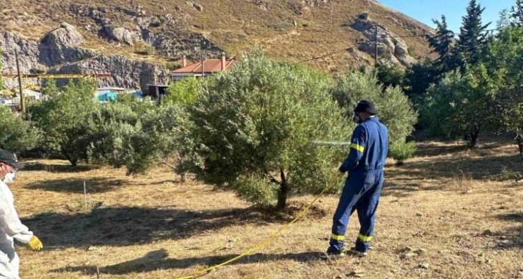 Ξεκινά ο 3ος κύκλος δακοκτονίας στη Λήμνο | Το πλήρες πρόγραμμα ανά κοινότητα