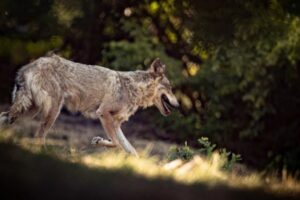 Λύκος επιτέθηκε σε κάτοικο στο Κρυονέρι: «Έπεσε πάνω μου και με δάγκωσε» -Πώς κατάφερε να τον διώξει