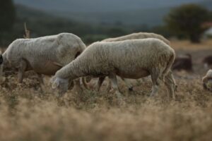 Αφθώδης πυρετός στη Λέσβο: Αναλαμβάνει ο στρατός – Πρωτοφανείς εξελίξεις