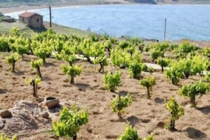 Νέες φυτεύσεις αμπελώνων στη Λήμνο: Αιτήσεις έως τις 20 Σεπτεμβρίου για τα δικαιώματα του 2027