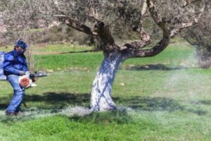 Ξεκινά ο 4ος ψεκασμός δακοκτονίας στη Λήμνο | Το αναλυτικό πρόγραμμα ανά κοινότητα από 27 Σεπτεμβρίου έως 3 Οκτωβρίου