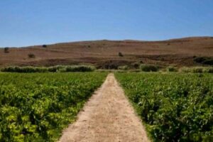 Αγροτικός Συνεταιρισμός Λήμνου «Η Ένωση»: Αλλάζει η τελευταία ημέρα παραλαβής για το Μοσχάτο Αλεξανδρείας | Οι ημερομηνίες για τα ερυθρά ποικιλίας Λημνιό