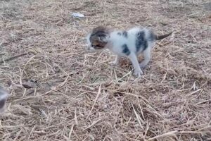 Έξι μικρές ζωές σε κίνδυνο | Έκκληση από την Animal Rescue Lemnos
