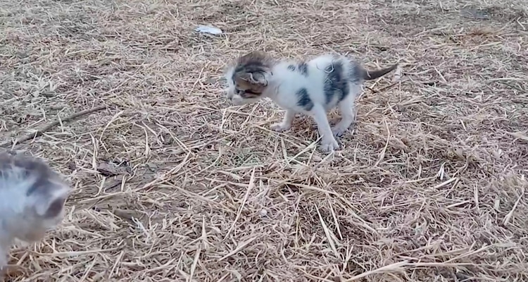 Έξι μικρές ζωές σε κίνδυνο | Έκκληση από την Animal Rescue Lemnos